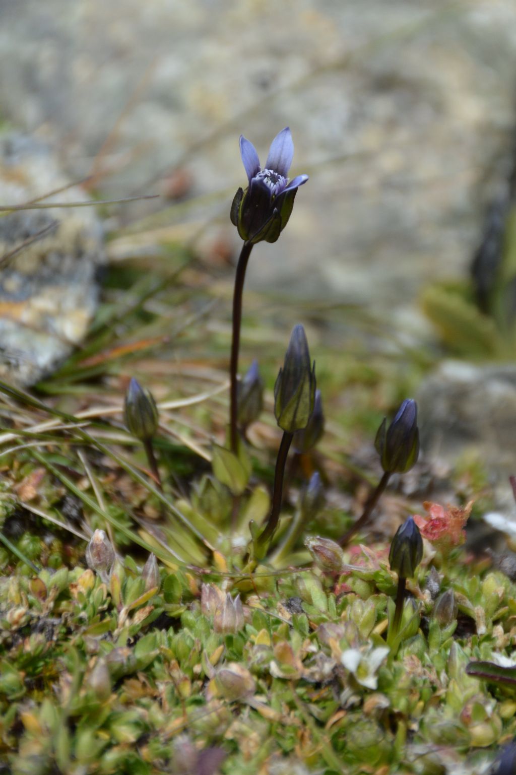 Gentianella tenella / Genzianella peduncolata